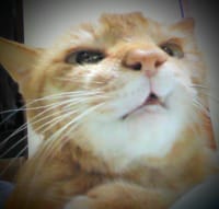 田中　かくへい