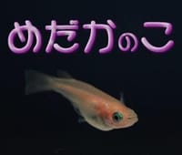 めだかのこ